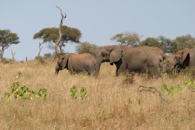 foto tanzania 2006